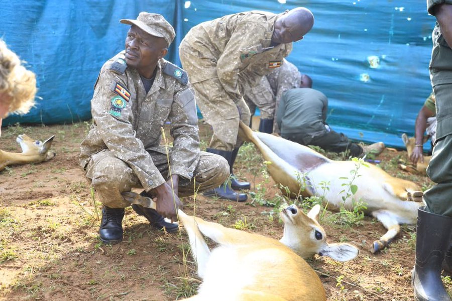 UWA Begins Translocation of 200 Uganda Kobs to Pian Upe Wildlife Reserve UWA Begins Translocation of 200 Uganda Kobs to Pian Upe Wildlife Reserve