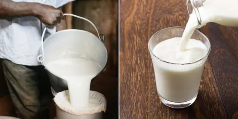 Uganda’s milk moment: How East Africa’s dairy safety net is taking shape Uganda’s milk moment: How East Africa’s dairy safety net is taking shape