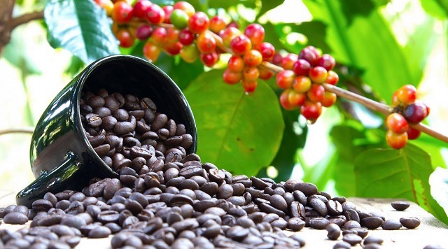 Uganda Targets Global Coffee Market with Focus on Quality, Traceability Uganda Targets Global Coffee Market with Focus on Quality, Traceability